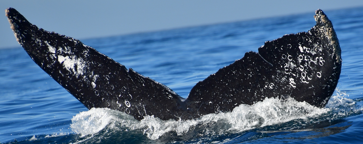 Fluke of HW-MN0525281