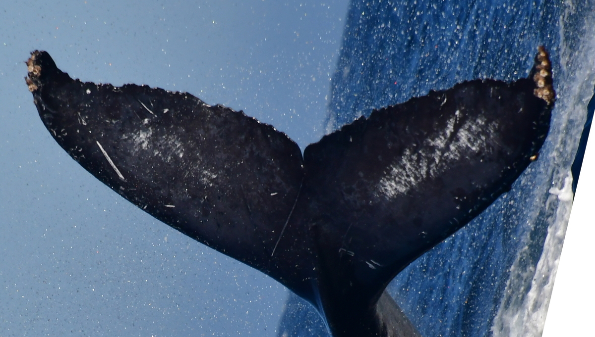 Fluke of BCX2560