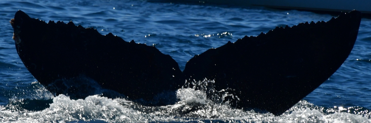 Fluke of HW-MN0525299