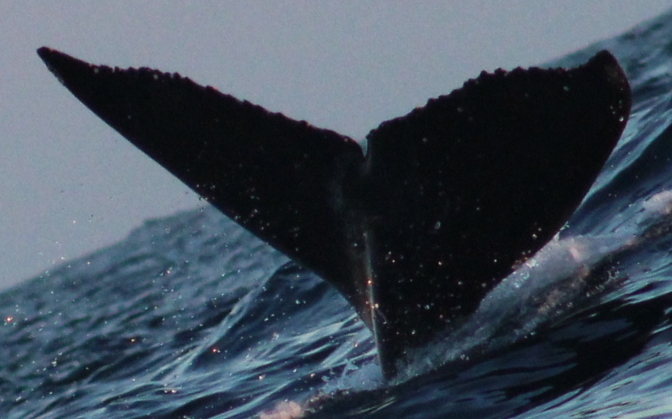 Fluke of 2025-2026 calf of CRC-21354