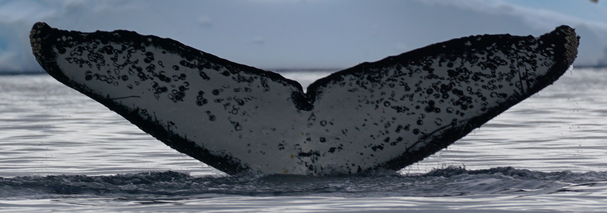 Fluke of AHWC-4122