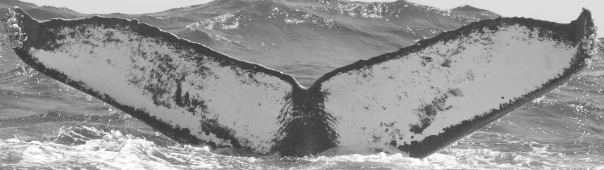 Fluke of CRC-10303