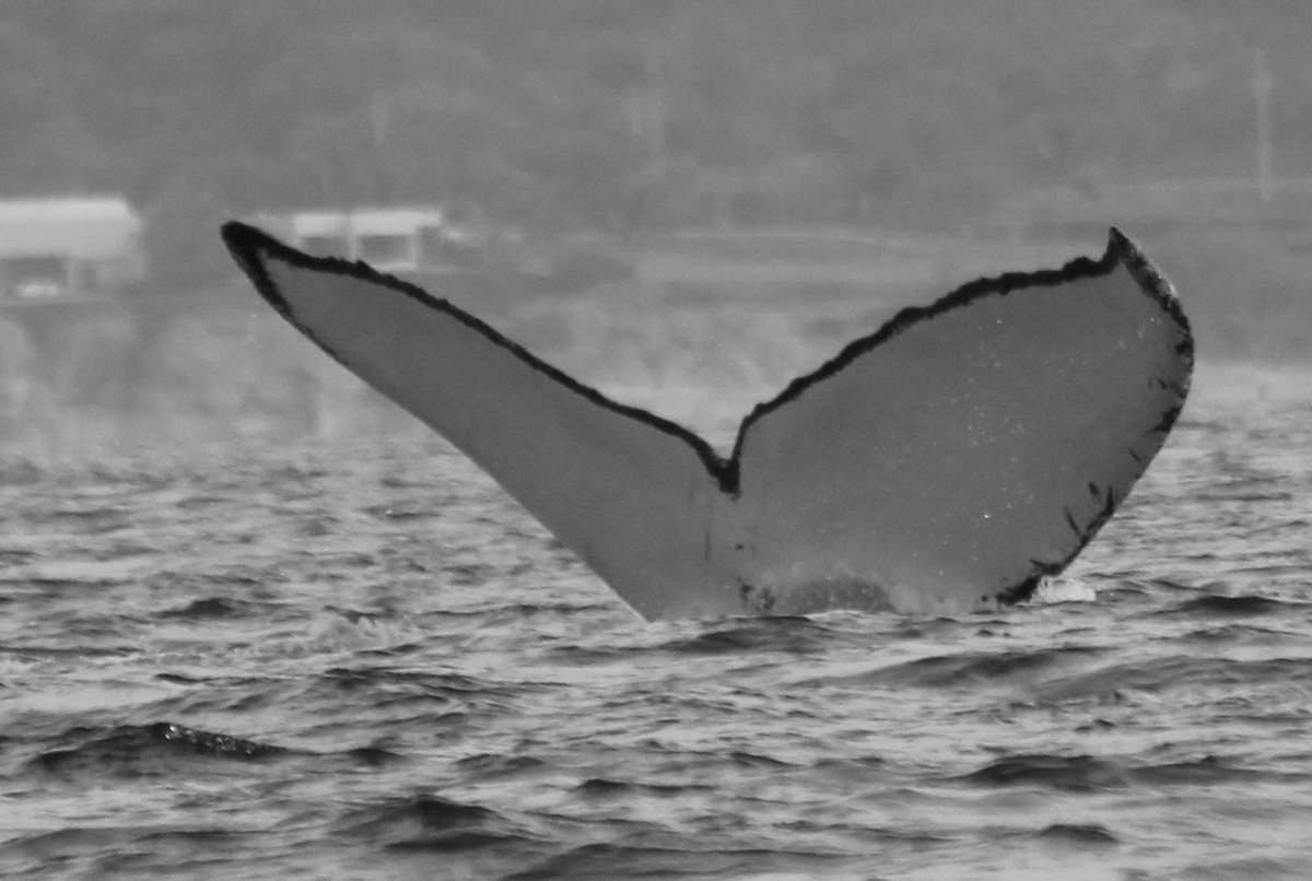Fluke of Casper (Guerrero)