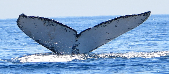 Fluke of FIBB-1BB130