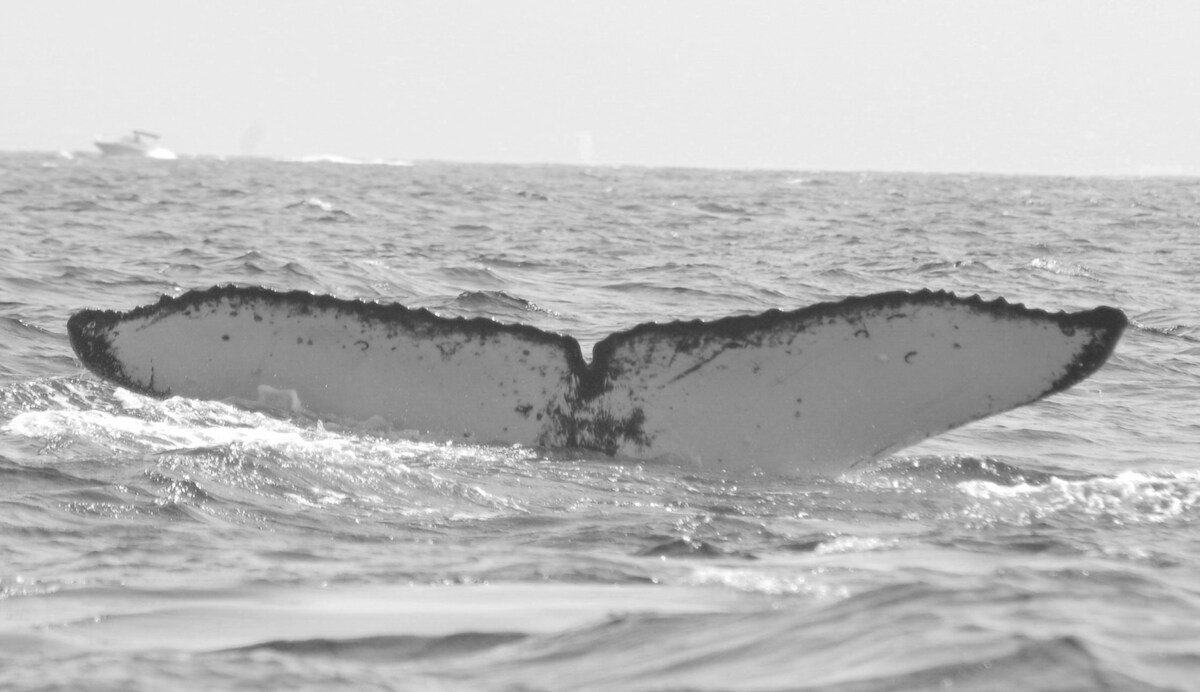Fluke of FIBB-1BB097