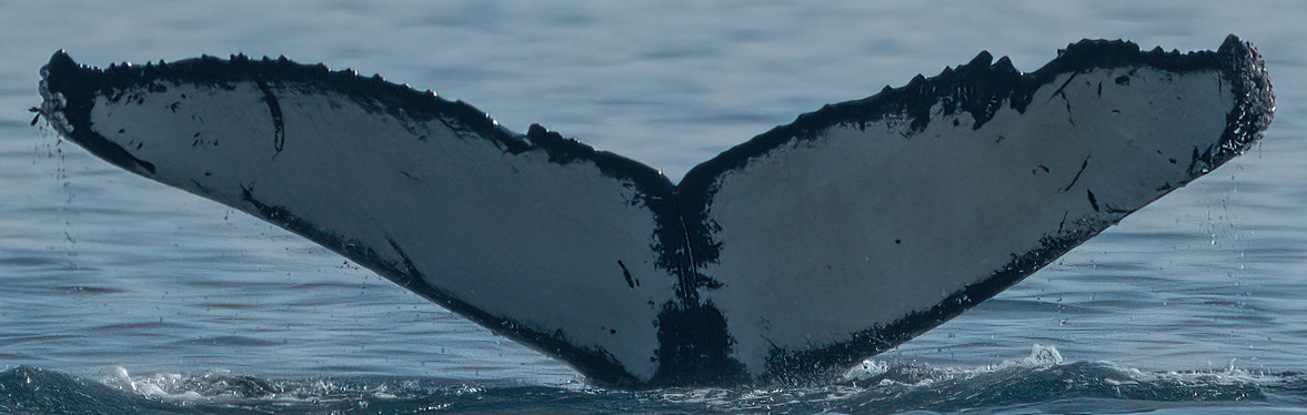 Fluke of Beso (Salish Sea)