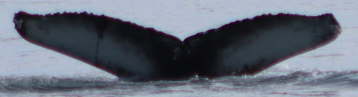 Fluke of HW-MN0104712