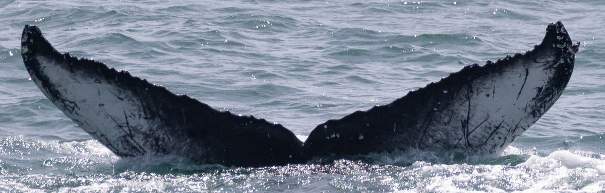 Fluke of HW-MN0504094