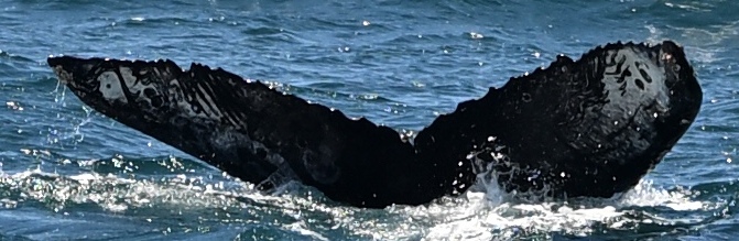 Fluke of HW-MN0504096