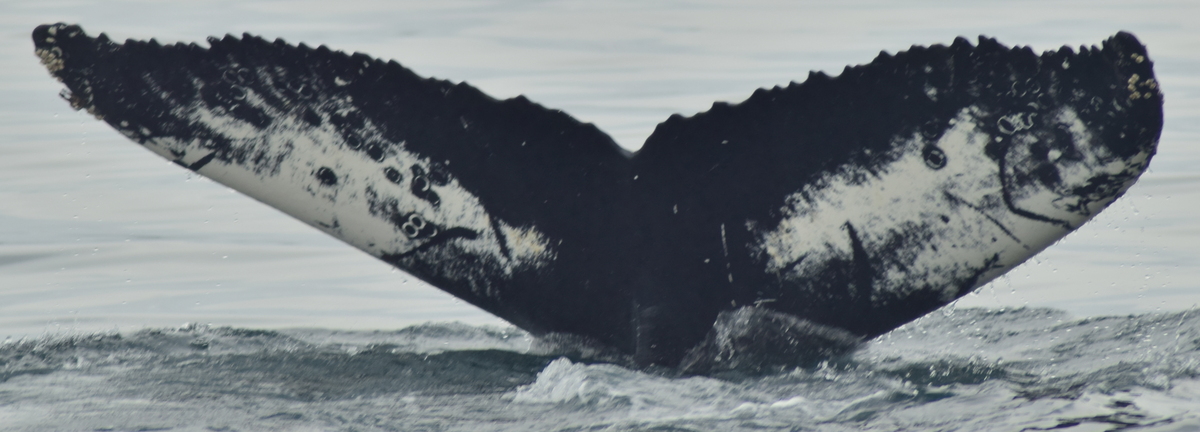 Fluke of Magnus the Magnificent (Iceland)