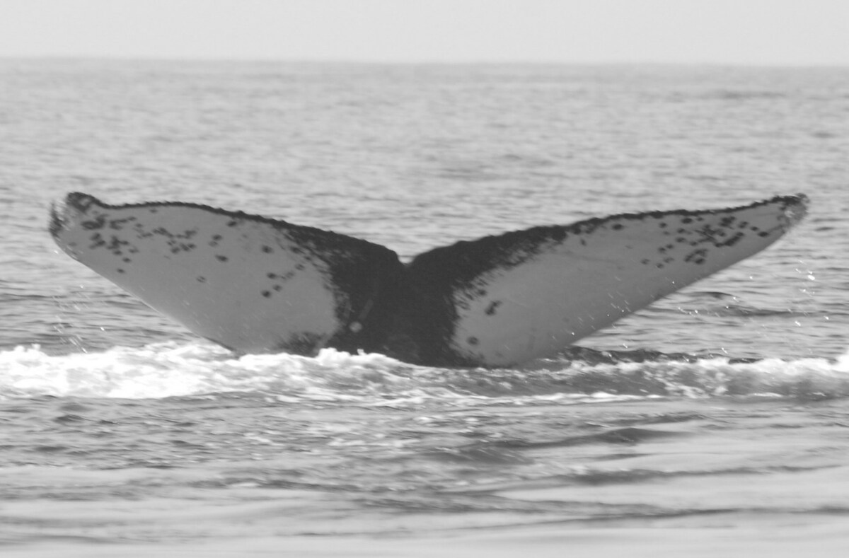 Fluke of FIBB-2BB179