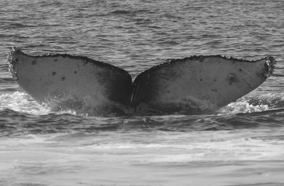 Fluke of FIBB-2BB255