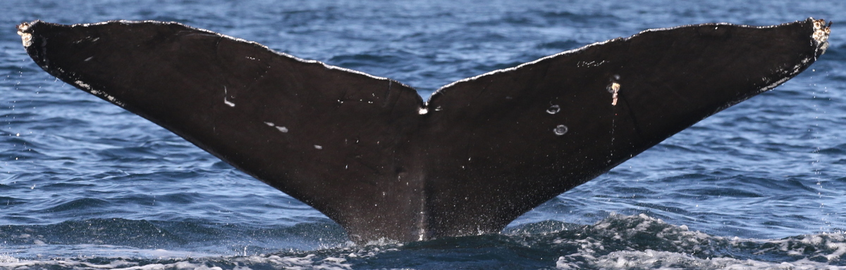 Fluke of CRC-10983