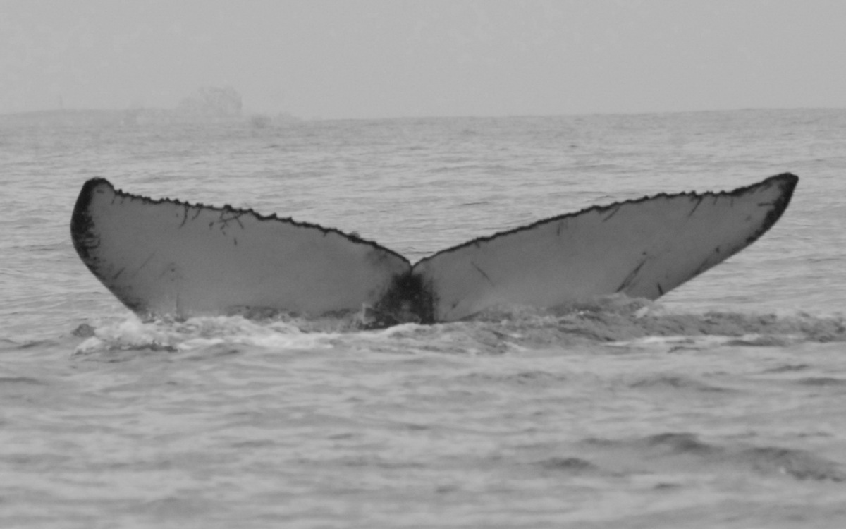 Fluke of FIBB-2BB231