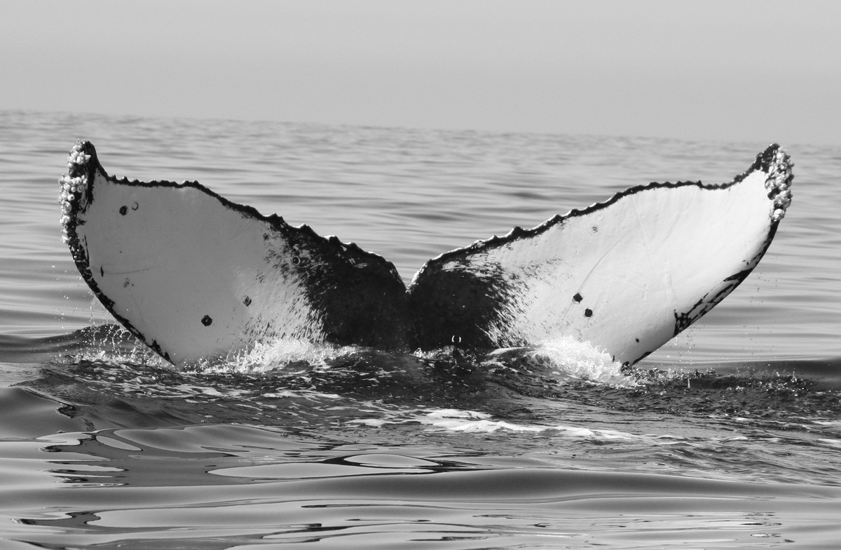 Fluke of FIBB-2BB198