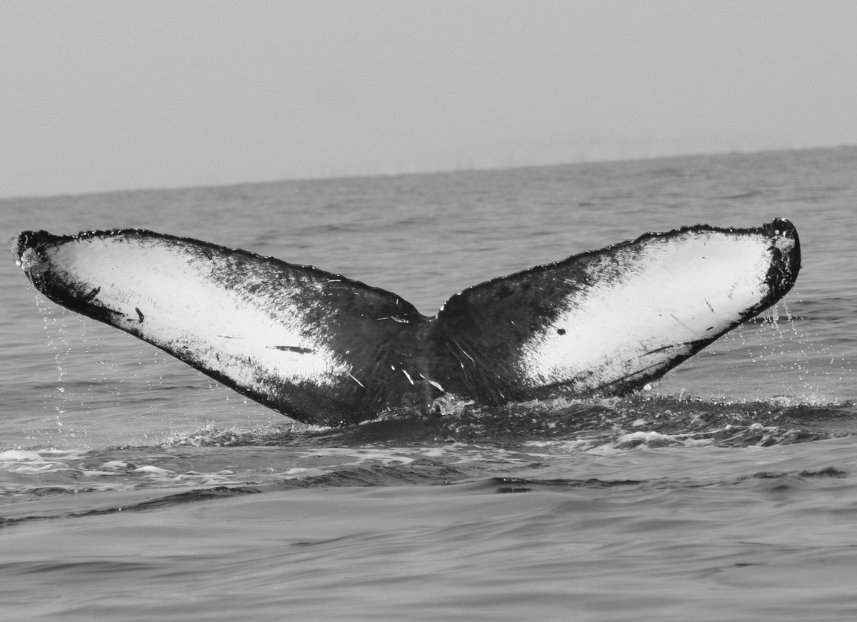 Fluke of CRC-22905