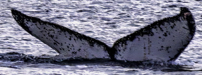 Fluke of HW-MN0510926