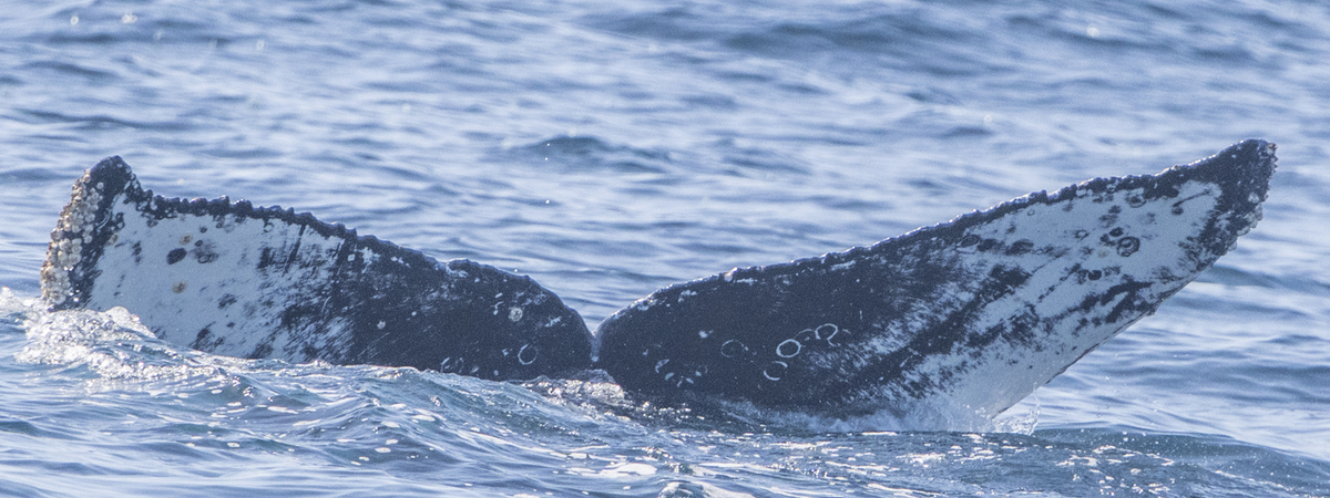 Fluke of HW-MN0504103