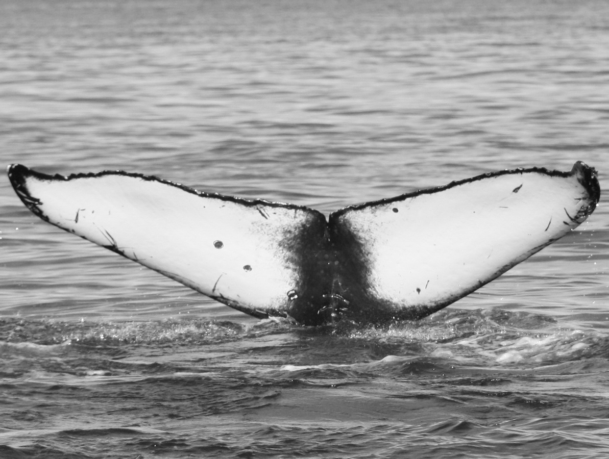 Fluke of CRC-17187