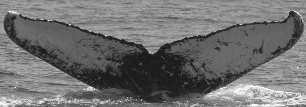 Fluke of FIBB-2BB187
