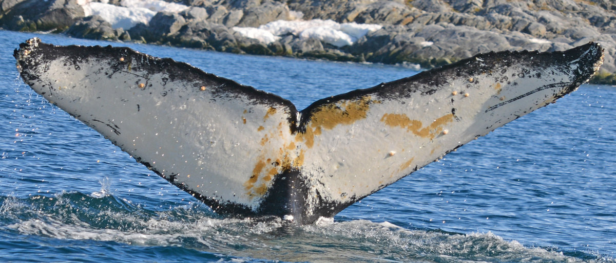 Fluke of AHWC-4135