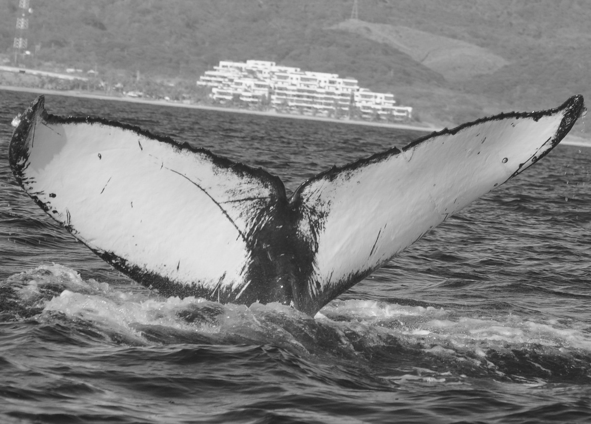 Fluke of CRC-21209