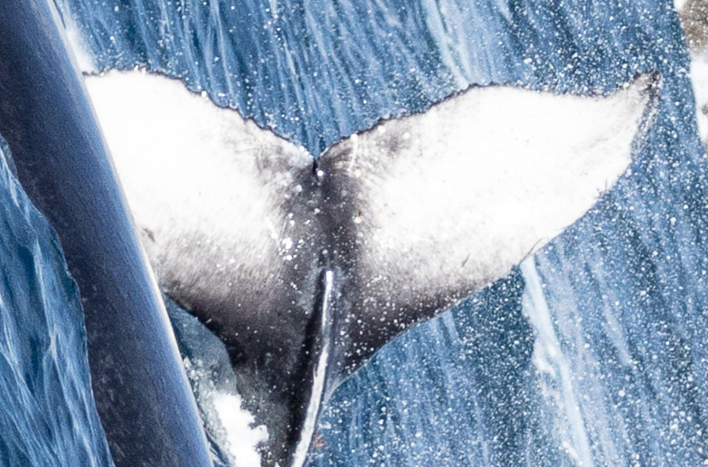 Fluke of 2025-2026 calf of CRC-12300