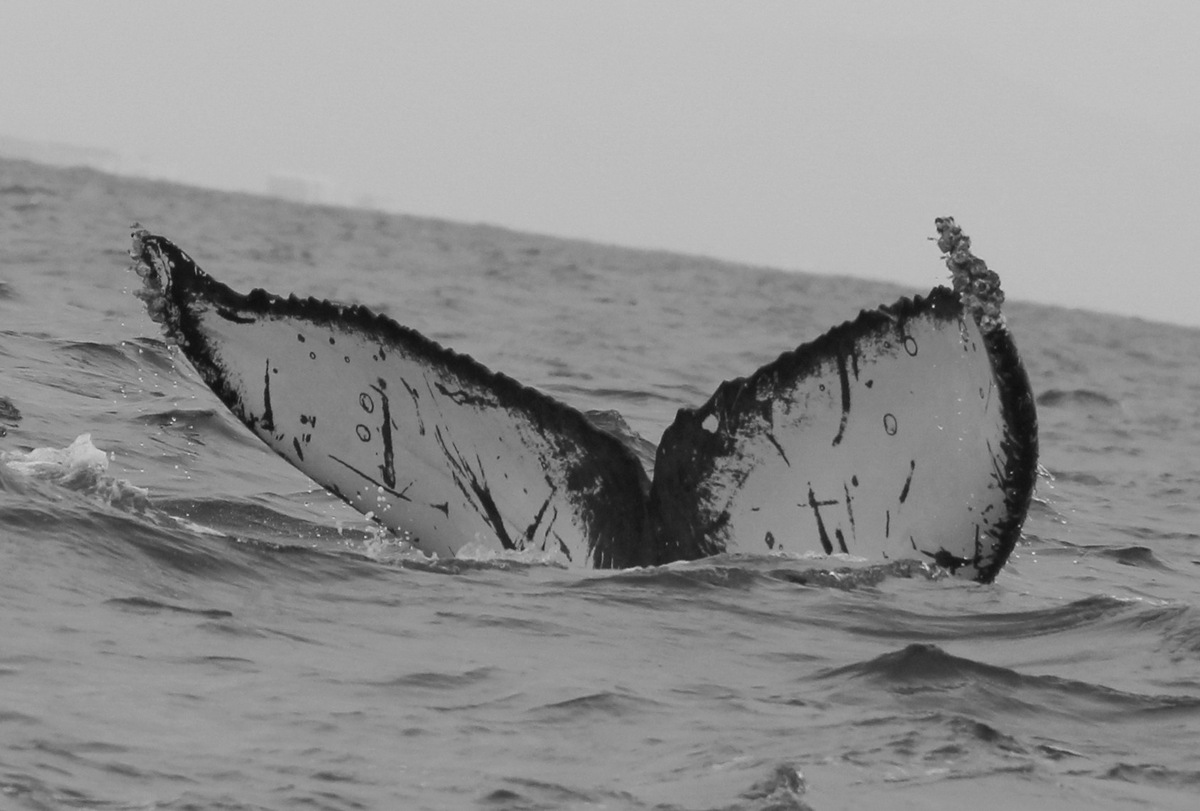 Fluke of CRC-21250