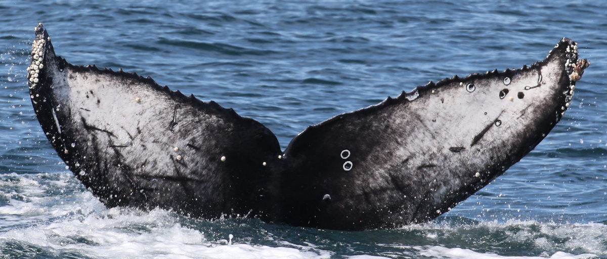 Fluke of HW-MN0510927