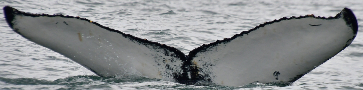 Fluke of HW-MN0104761