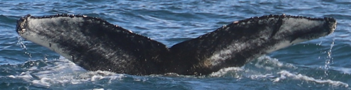Fluke of HW-MN0104771