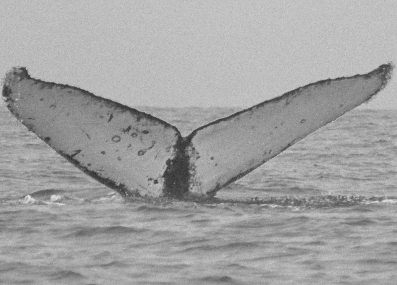 Fluke of CRC-10890
