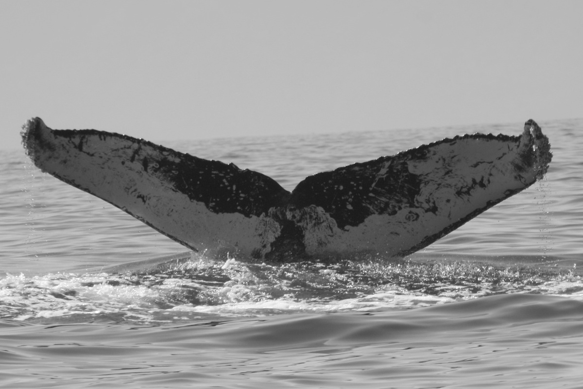 Fluke of FIBB-2BB073