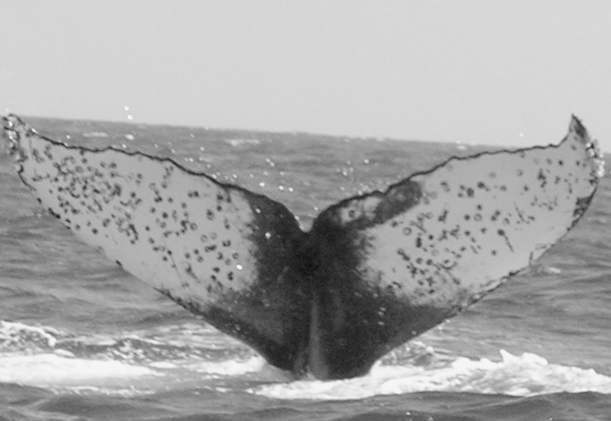 Fluke of FIBB-2BB079