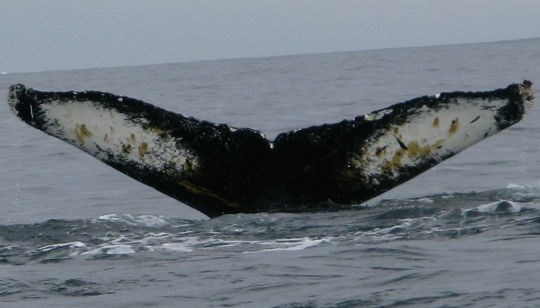 Fluke of Jagbi (Antarctica)