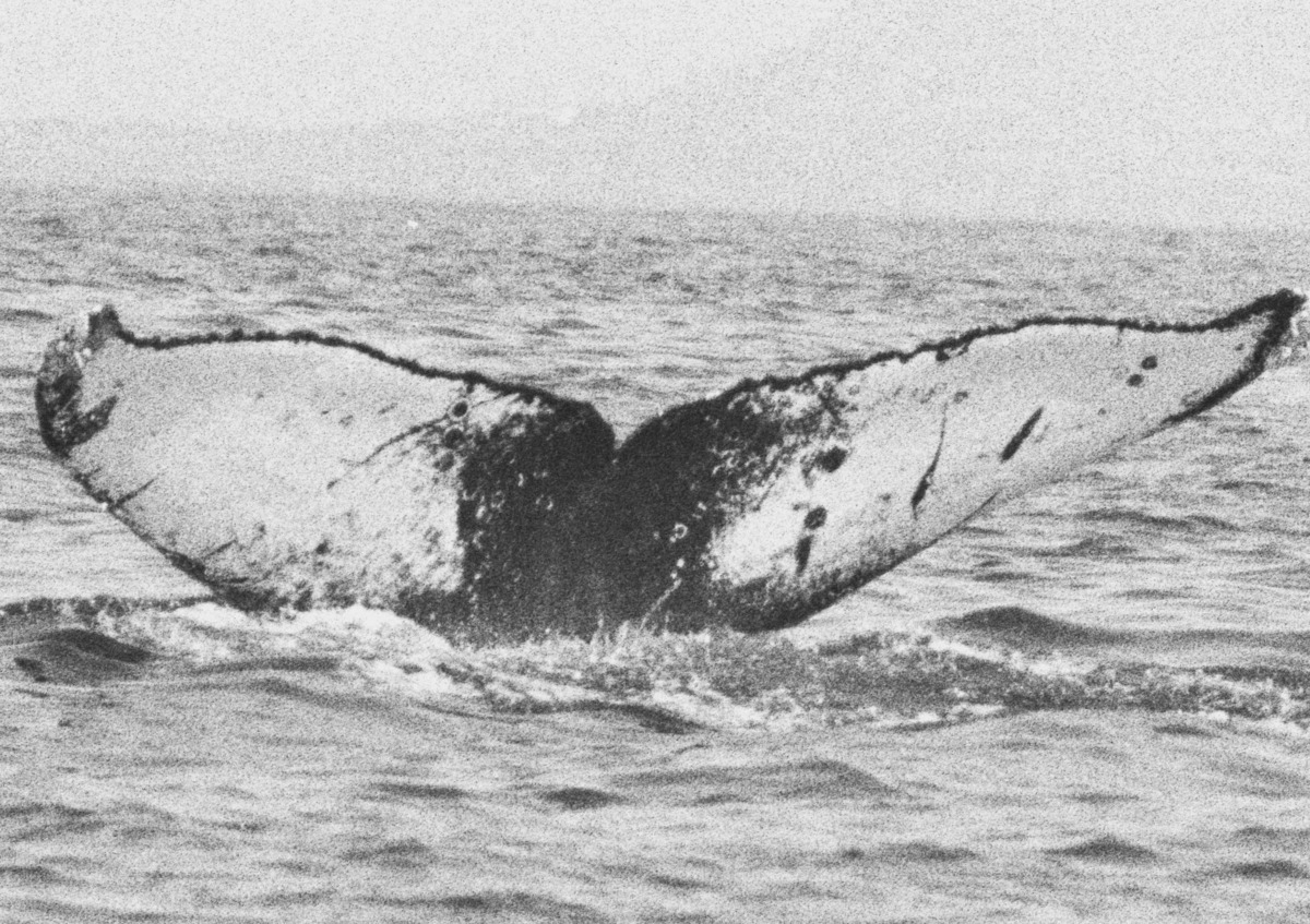 Fluke of FIBB-2BB077
