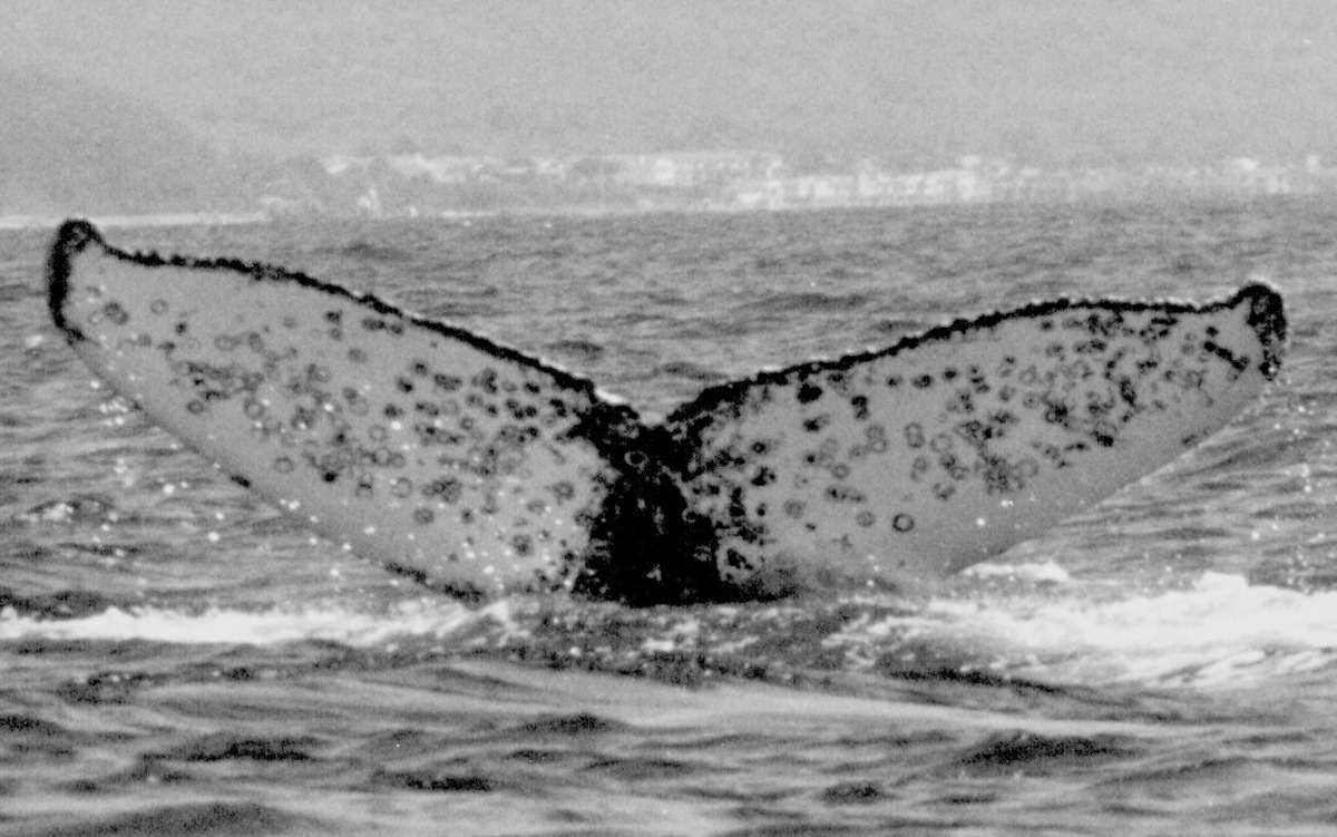 Fluke of FIBB-2BB015