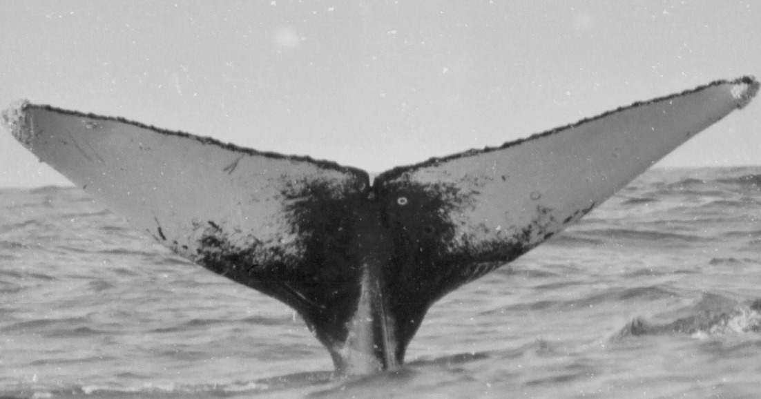 Fluke of CRC-13610