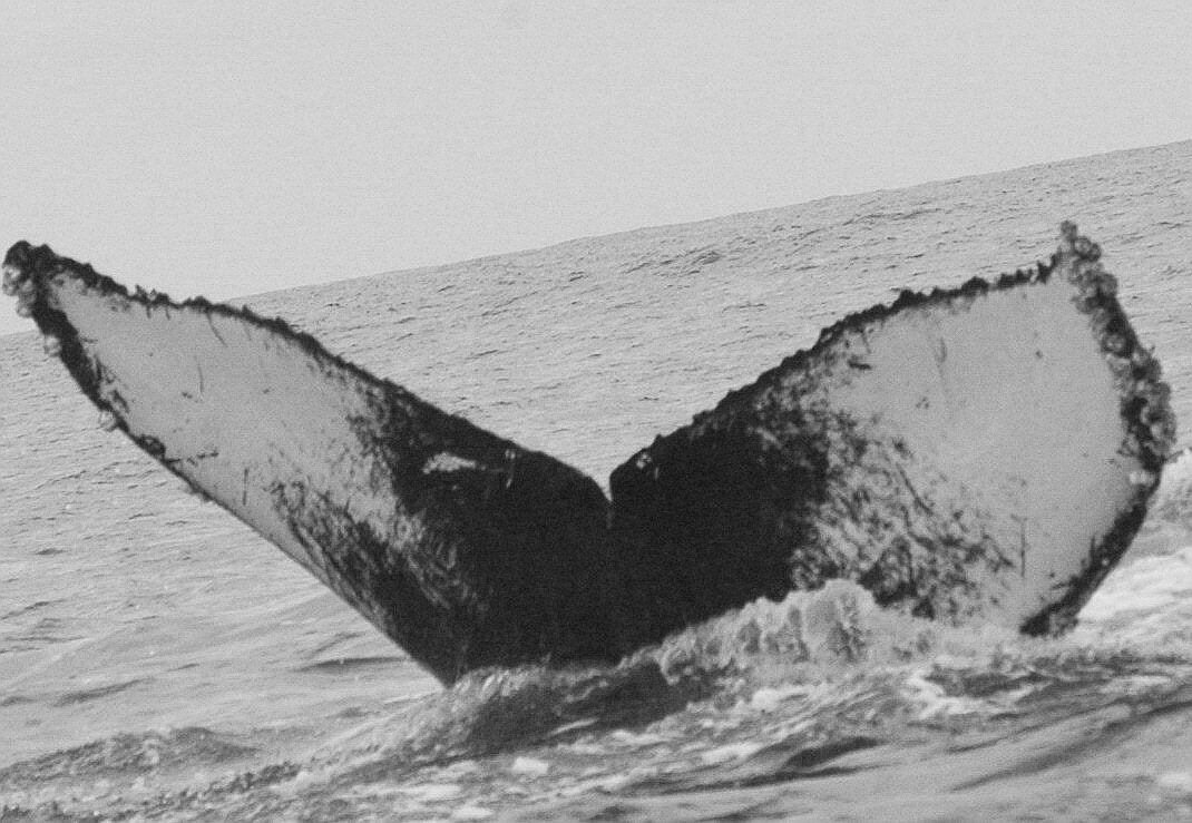 Fluke of CRC-11689