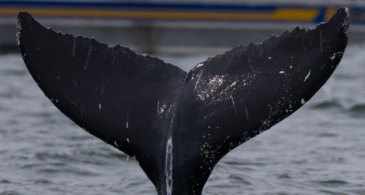 Fluke of Goose (Juneau)