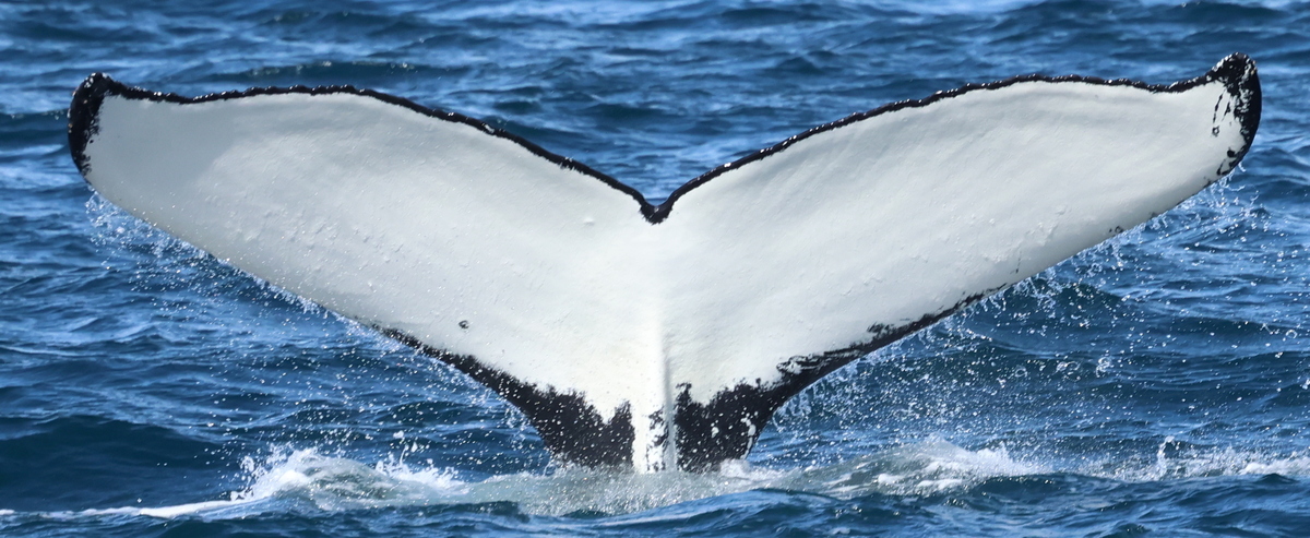 Fluke of HW-MN0104779