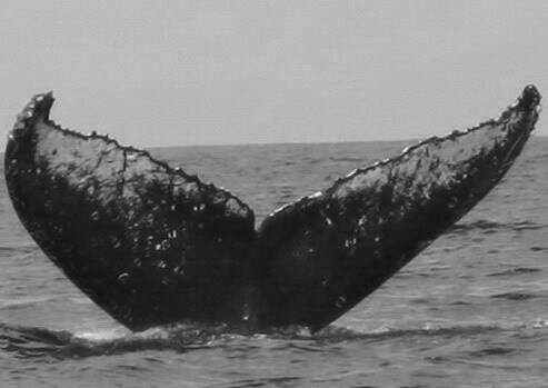 Fluke of FIBB-4BB144