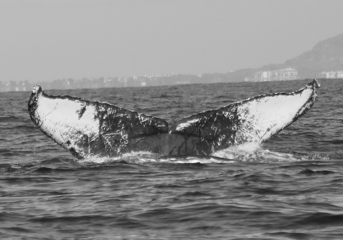 Fluke of CRC-19163