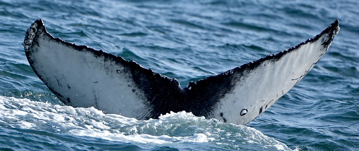 Fluke of HW-MN0504119