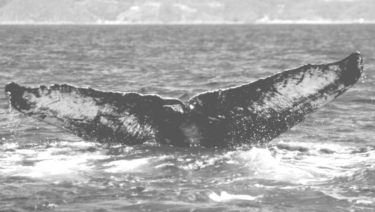 Fluke of FIBB-3BB072
