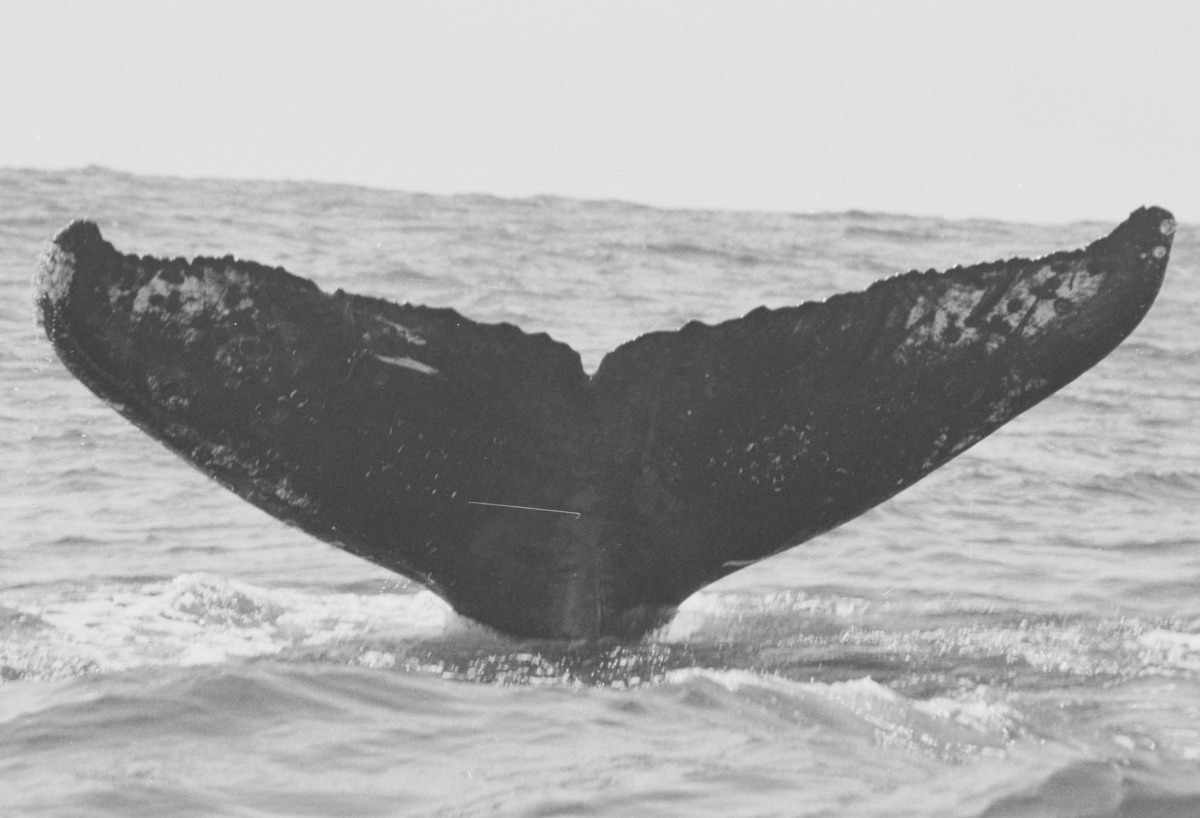 Fluke of FIBB-4BB026