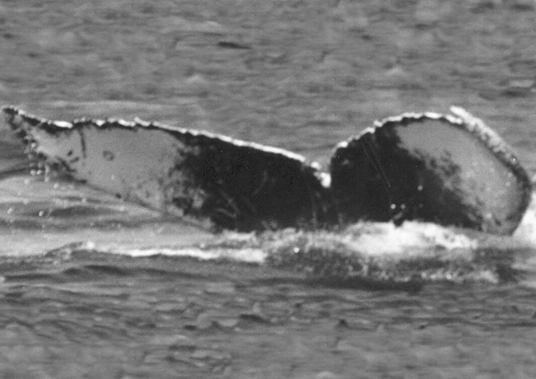 Fluke of CRC-10019