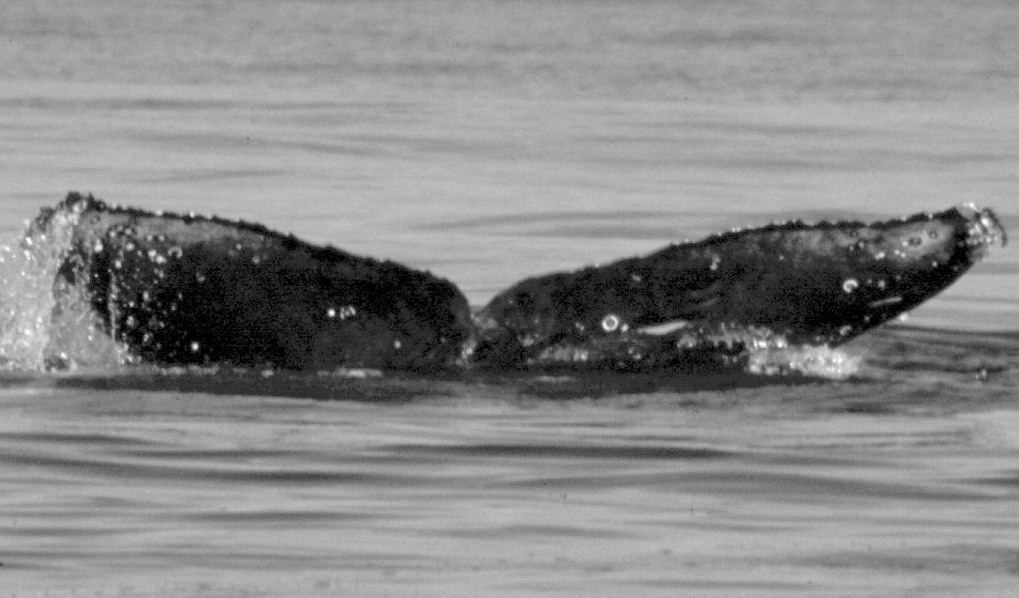 Fluke of FIBB-5BB383