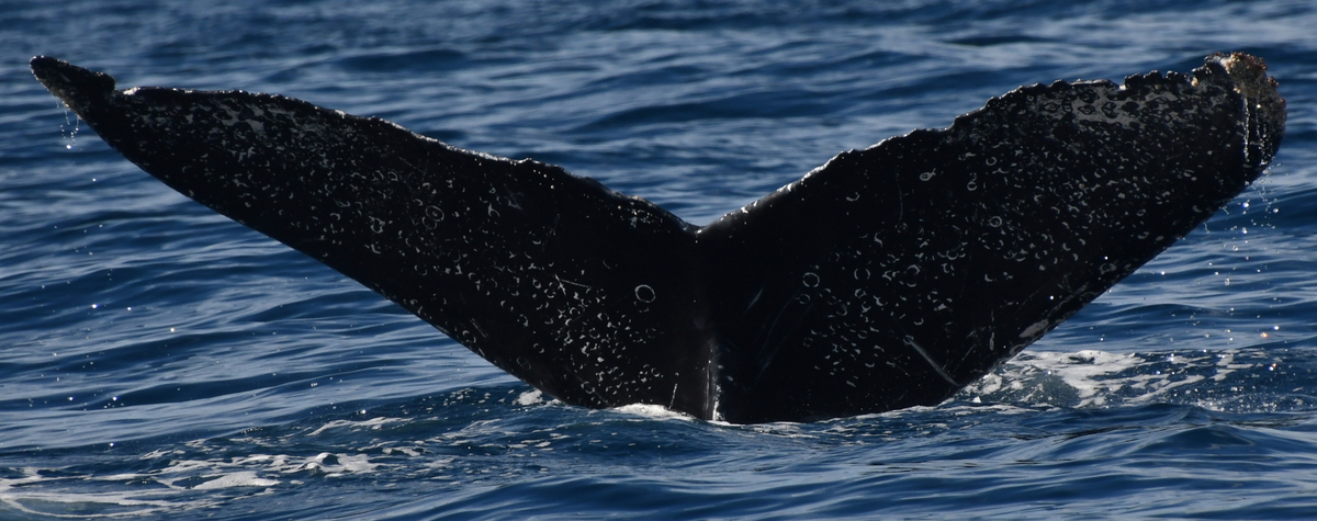 Fluke of CRC-19164