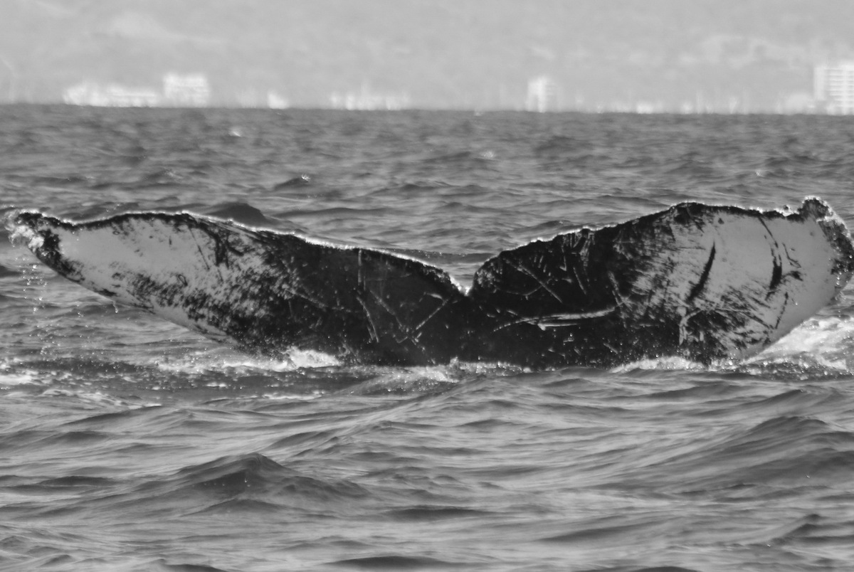 Fluke of BCY0262